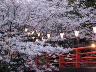 小見川城山公園の桜｜花見特集2016